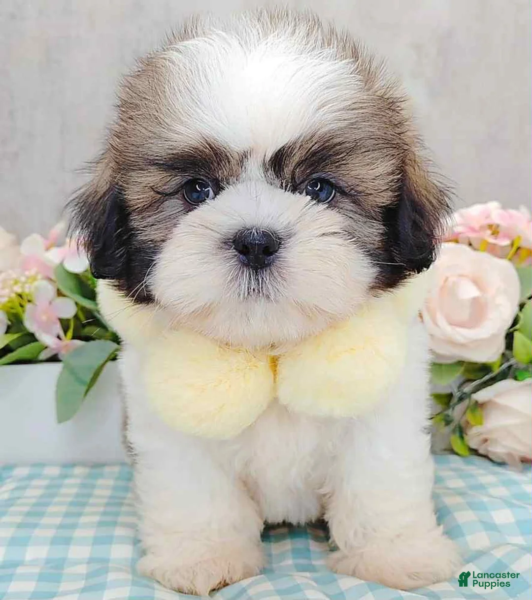 Shih Tzu dogs for sale: Marley - Ad 1