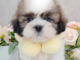 Shih Tzu dogs Marley - Ad 26