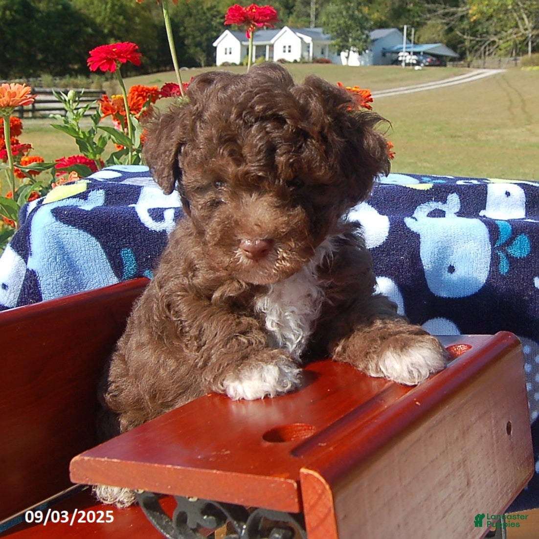 Toy Poodle dogs Bobbie - Ad 33