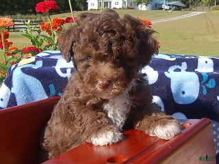 Toy Poodle dogs Bobbie - Ad 6
