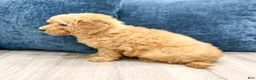 Miniature Poodle dogs for sale: Tommy - Ad 5