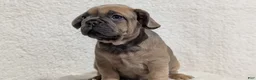 French Bulldog dogs for sale: Yeti - Ad 5