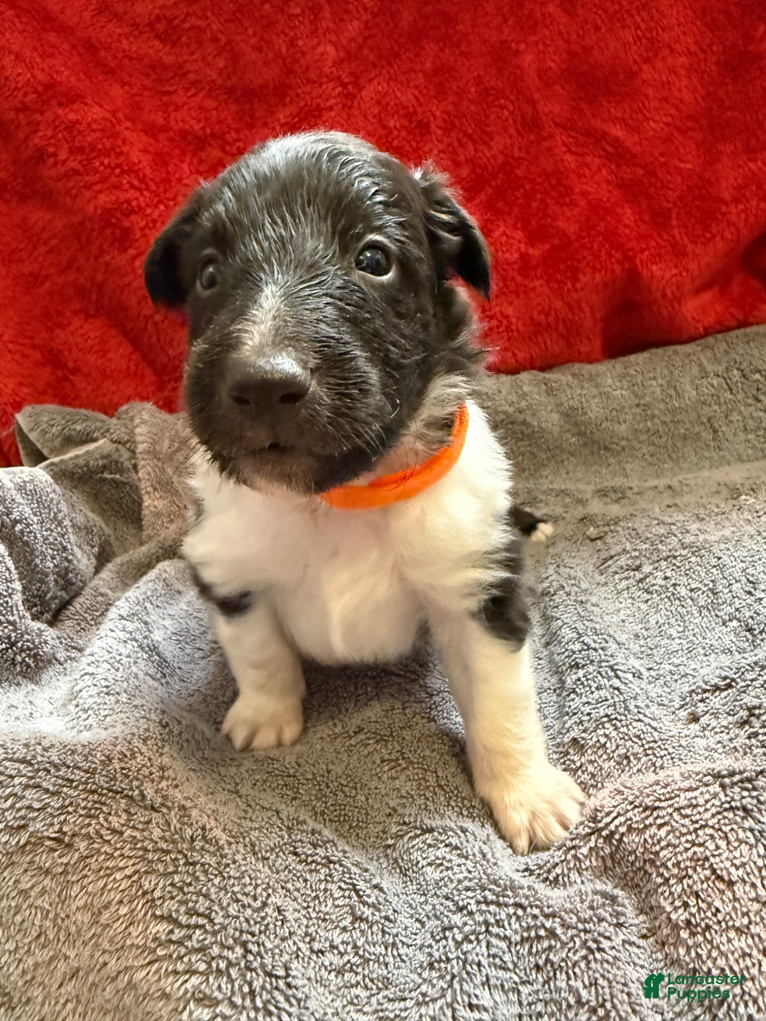 Shetland Sheepdog dogs Brent  - Ad 29