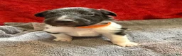 Shetland Sheepdog dogs for sale: Brent  - Ad 1