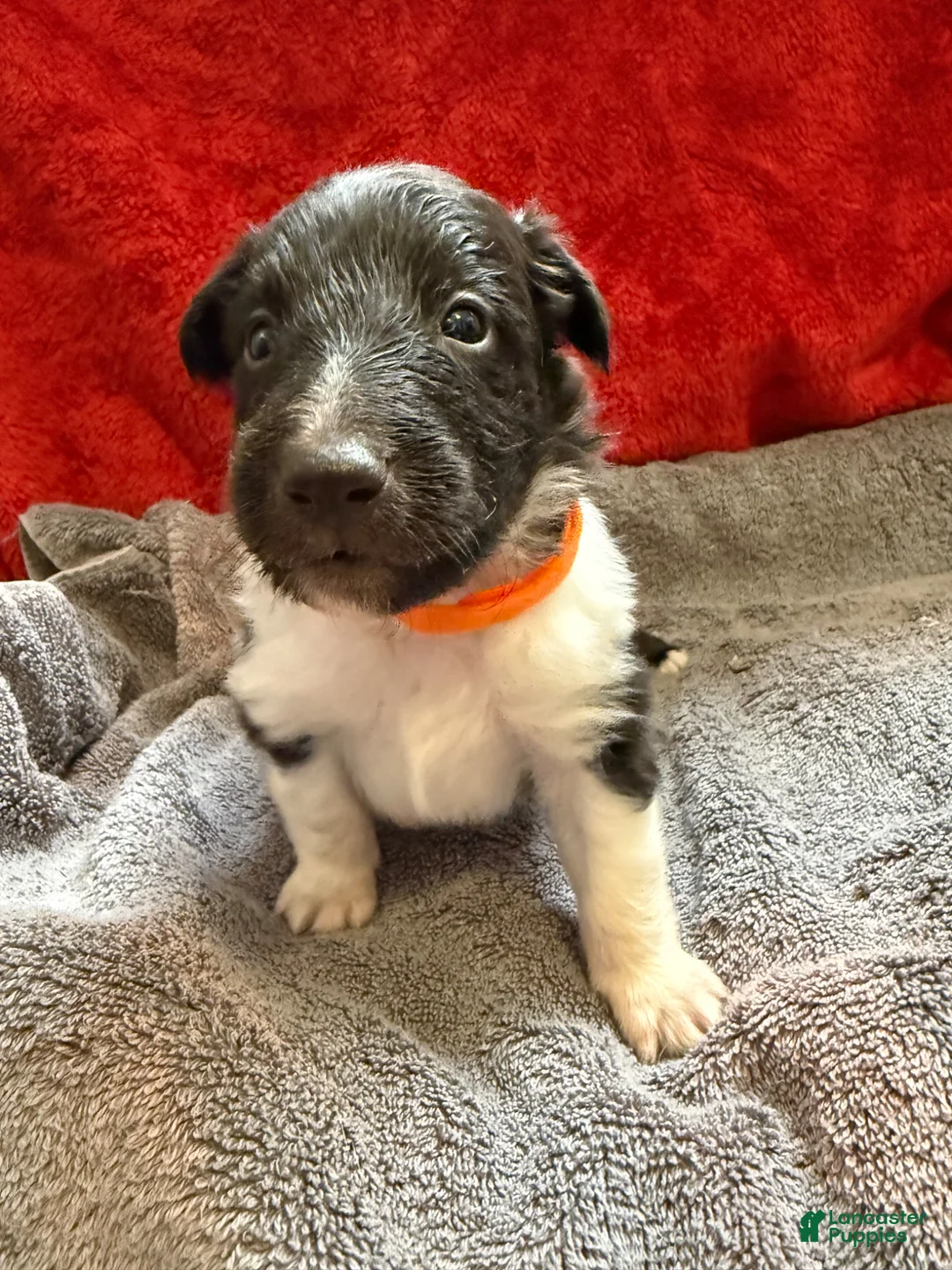 Shetland Sheepdog dogs for sale: Brent  - Ad 1