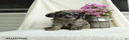Cavapoo dogs for sale: Shasta - Ad 3