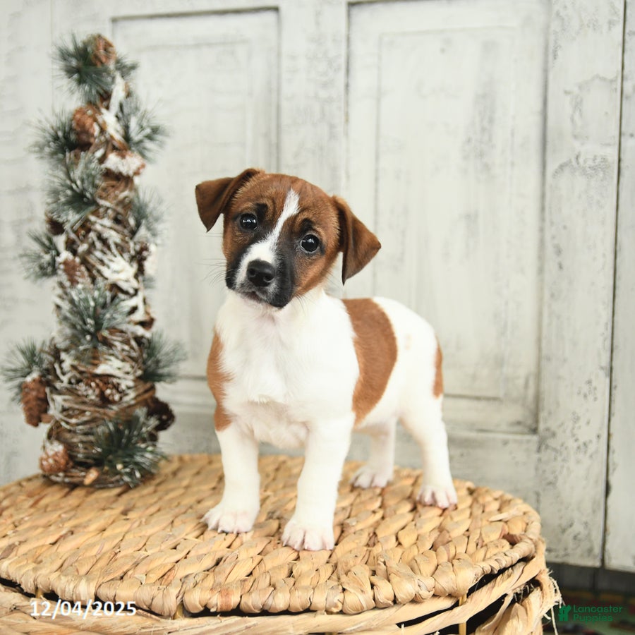 Jack Russell Terrier dogs Jolly - Ad 17