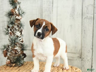 Jack Russell Terrier dogs Jolly - Ad 8