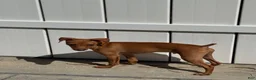 Miniature Pinscher dogs for sale: Miniature Pinscher Puppy 1 - Ad 3