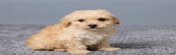 Miniature Poodle dogs for sale: Rita - Ad 3