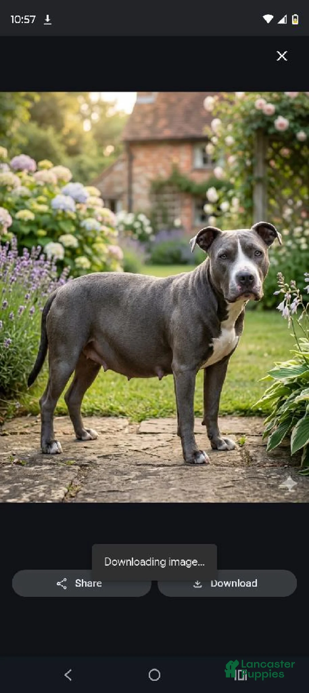 American Pit Bull Terrier dogs for sale: American Pit Bull Terrier 9 - Ad 2