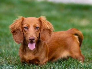 Miniature Dachshund dogs - Ad 25