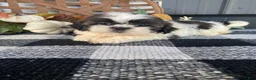 Shih Tzu dogs for sale: Ruby - Ad 7