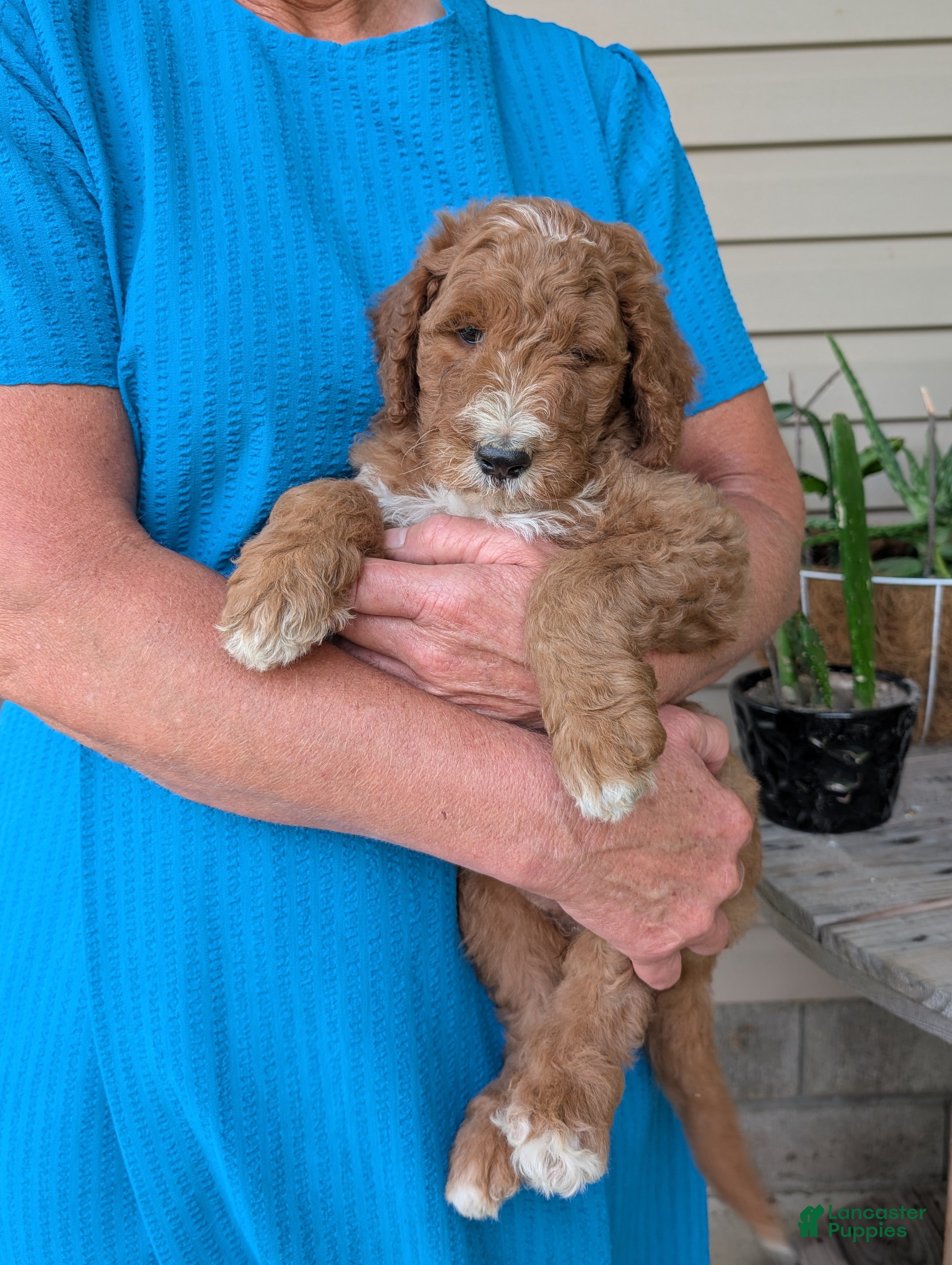 Goldendoodle dogs Lela  - Ad 2