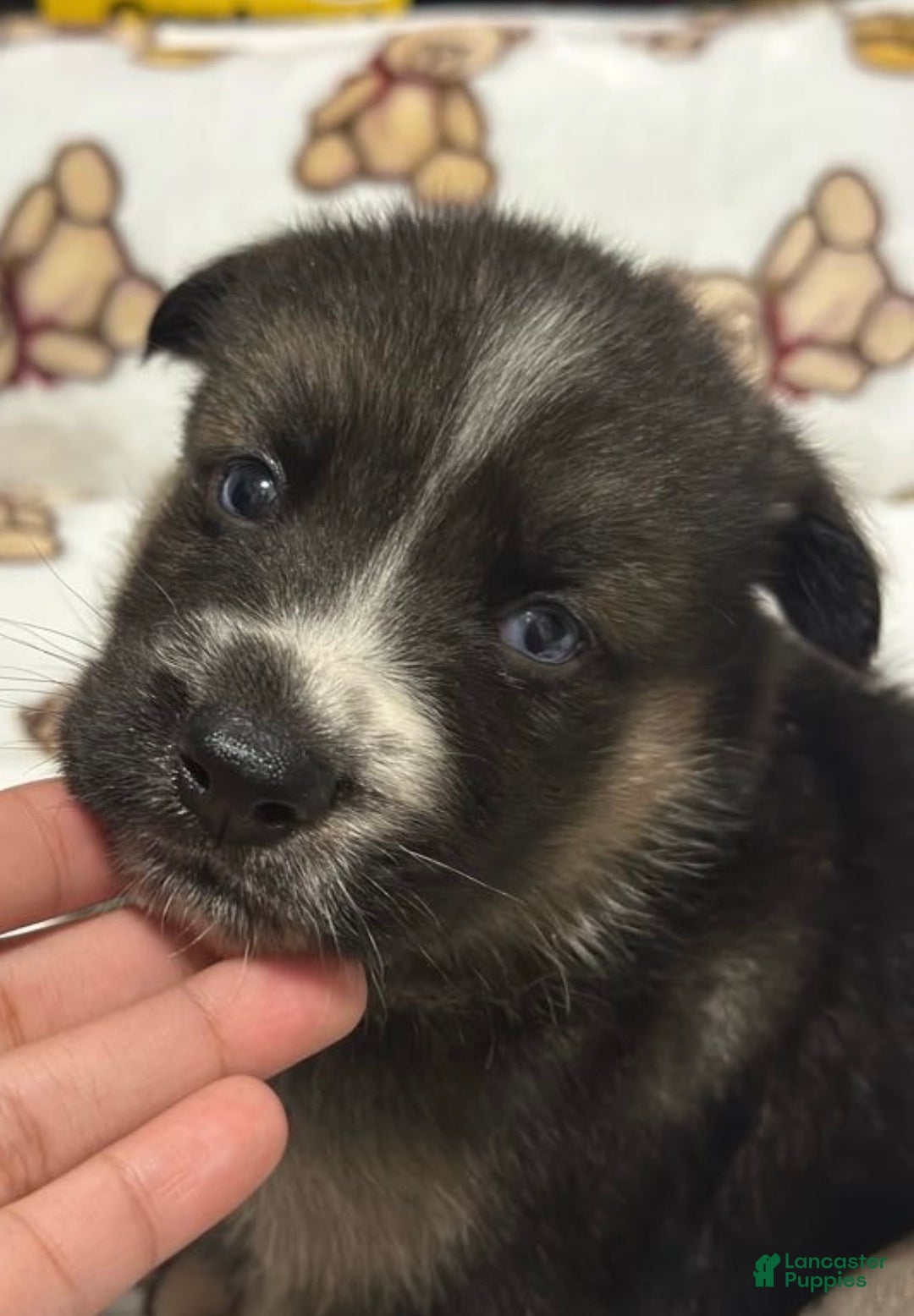 Gerberian Shepsky dogs for sale: Gerberian Shepsky Puppy 1 - Ad 15