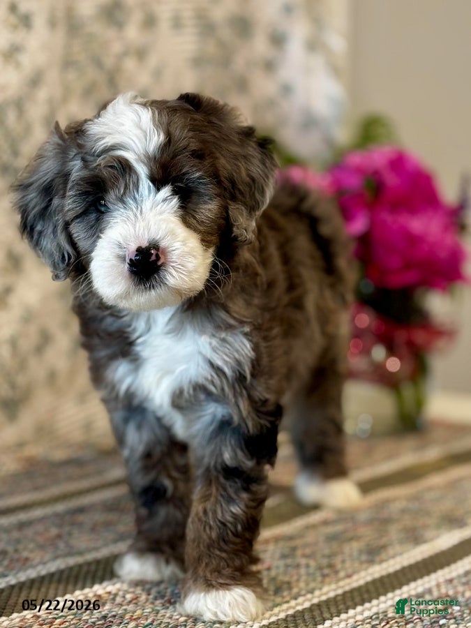 Mini Sheepadoodle dogs for sale: Lexi   - Ad 3