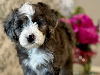 Mini Sheepadoodle dogs for sale: Lexi - Ad 3