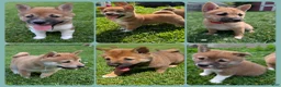 Shiba Inu dogs for sale: Rose  - Ad 6