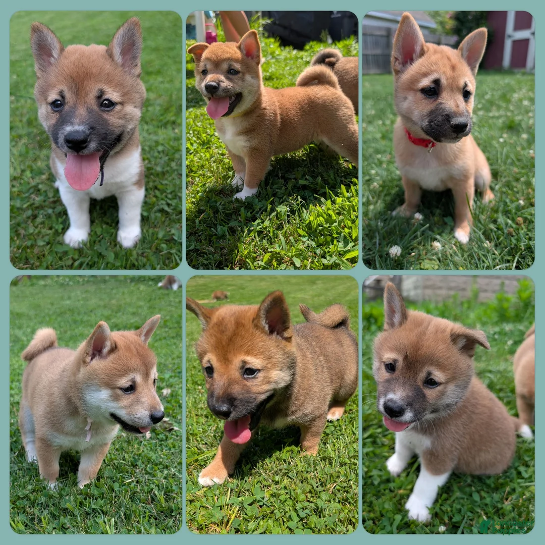 Shiba Inu dogs for sale: Rose  - Ad 6