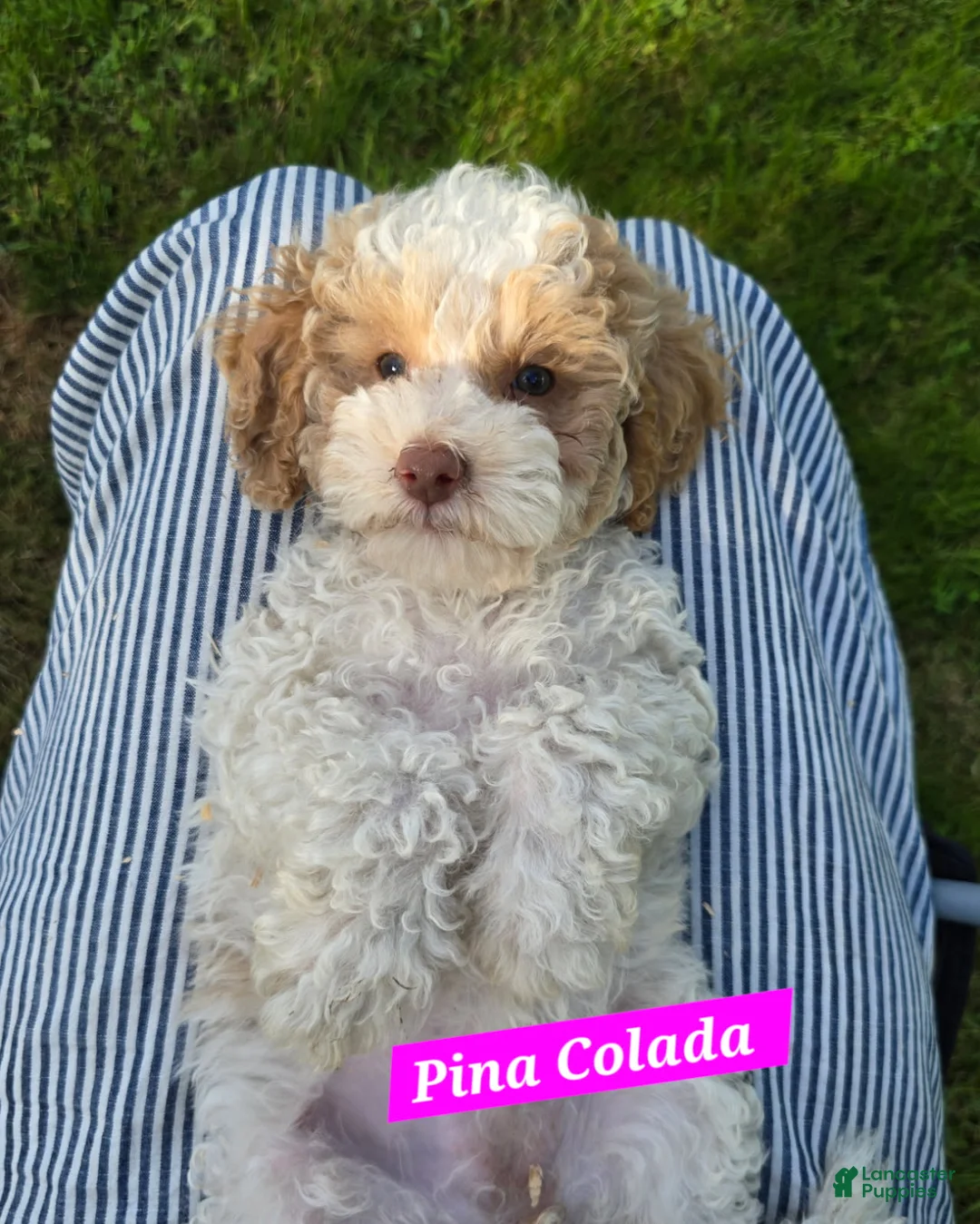 Australian Labradoodle dogs for sale: Pina Colada - Ad 1