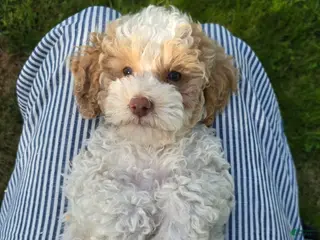 Australian Labradoodle dogs Pina Colada - Ad 30