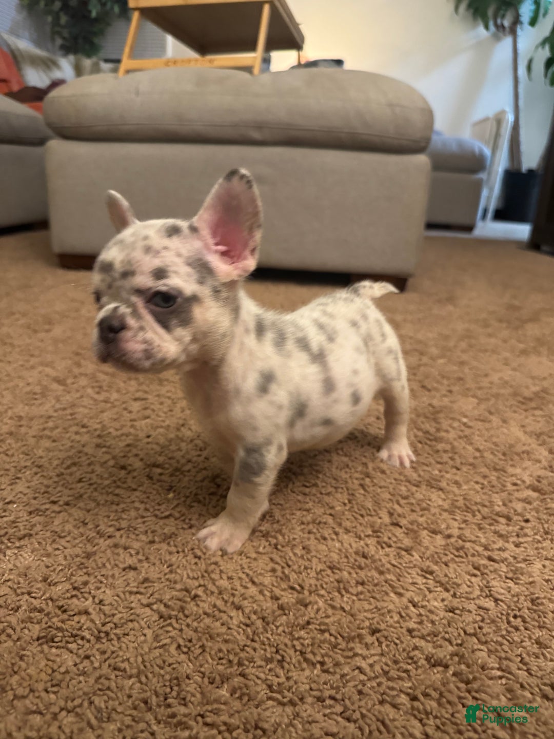 French Bulldog dogs for sale: French Bulldog Puppy 3 - Ad 3
