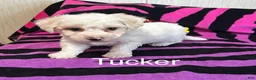 Bichon Frise dogs for sale: Bichon Frise 1 Tucker - Ad 2
