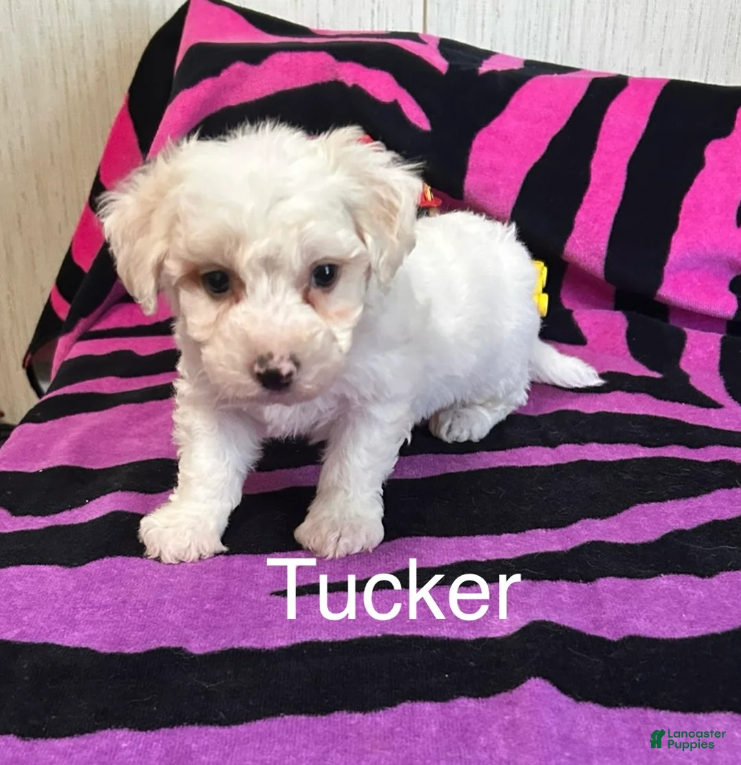 Bichon Frise dogs for sale: Bichon Frise 1 Tucker - Ad 2