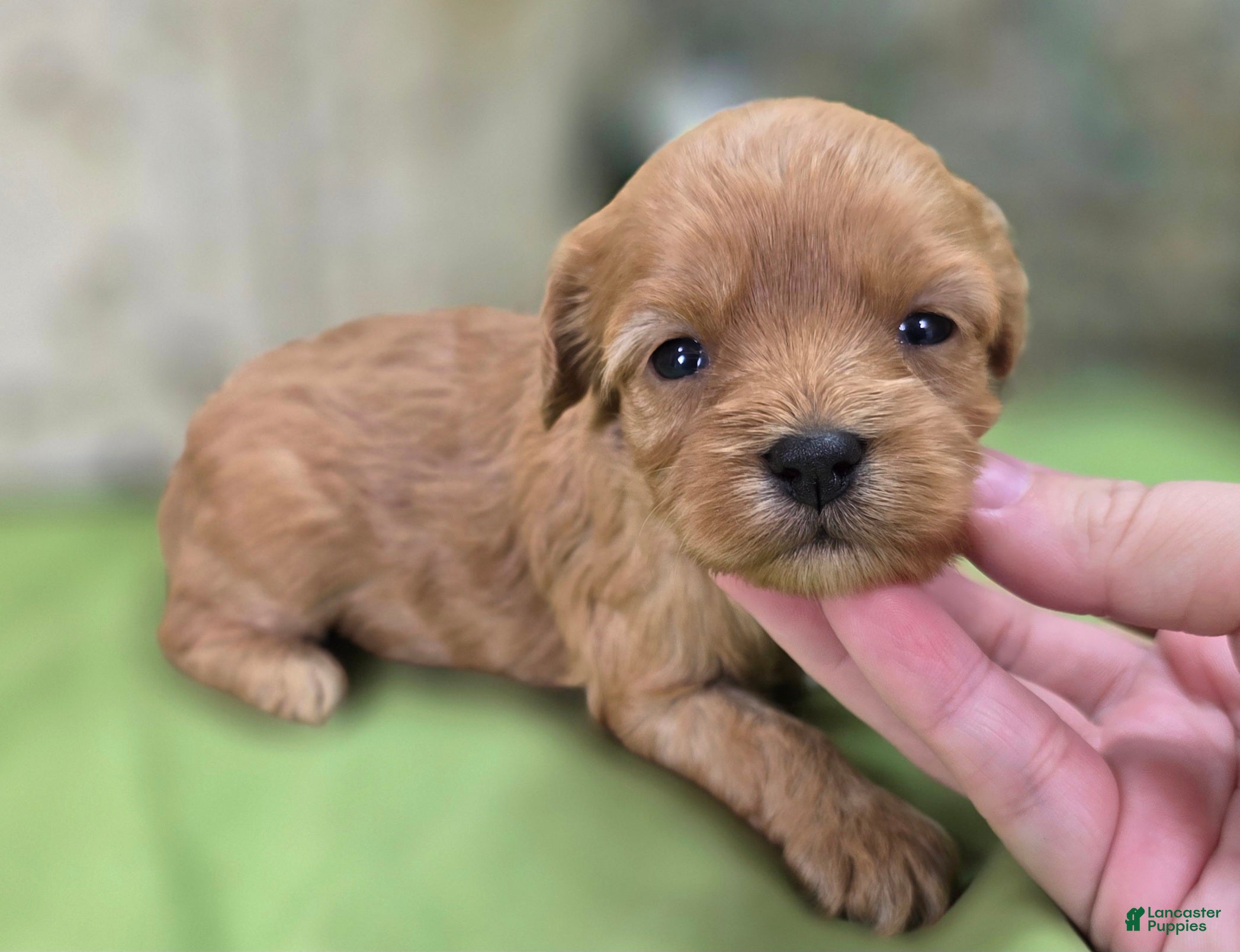 Cavapoo dogs Lala Orange - Ad 20