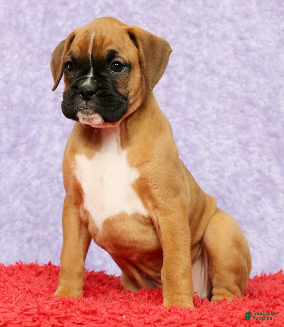 Boxer dogs Ona - Ad 2