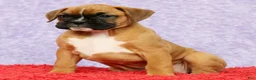 Boxer dogs for sale: Ona - Ad 2