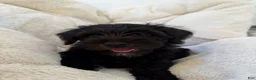 Miniature Schnauzer dogs for sale: Black  - Ad 6