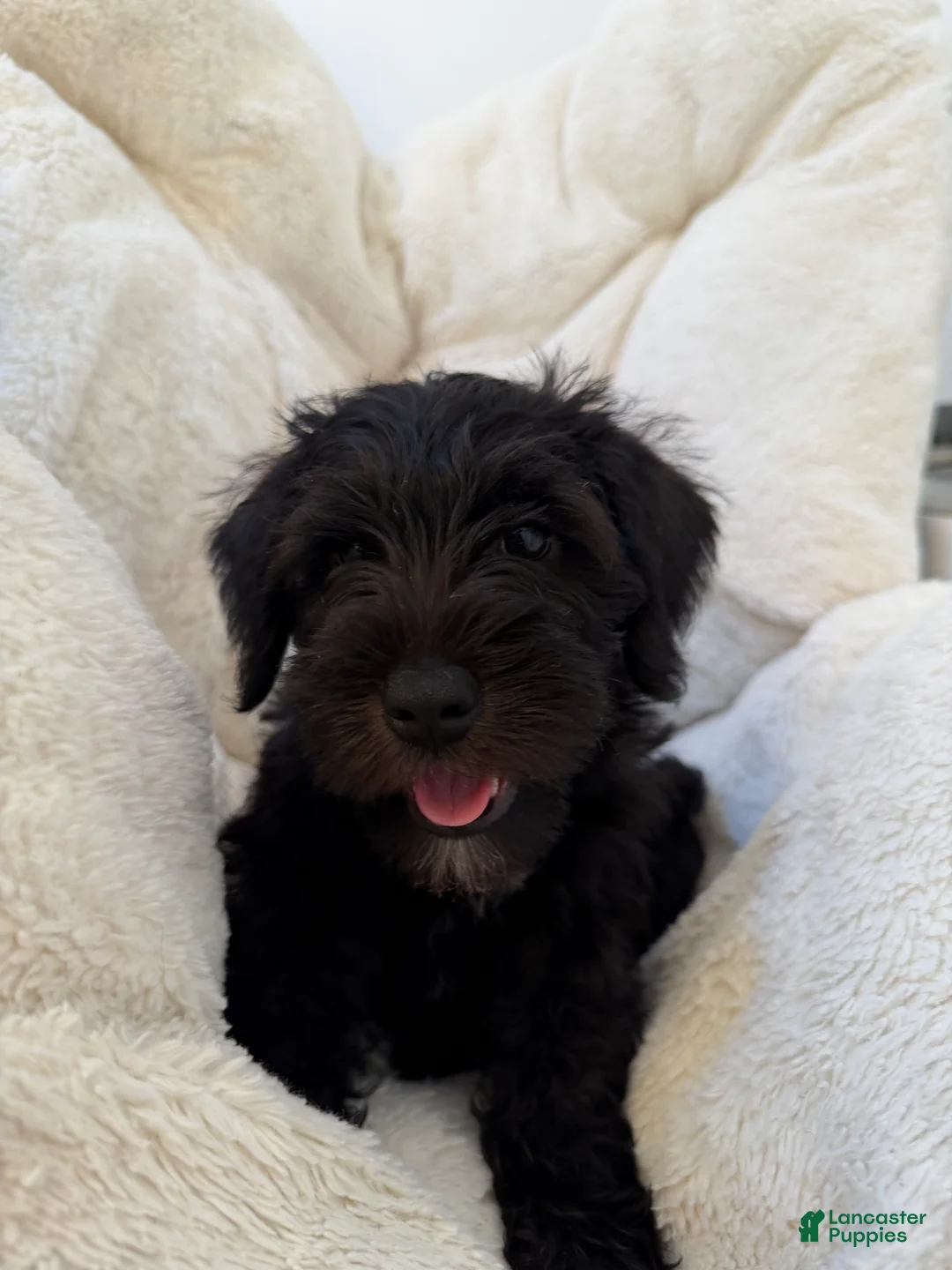 Miniature Schnauzer dogs for sale: Black  - Ad 6