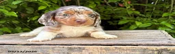 Dachshund dogs for sale: Cruz - Ad 3