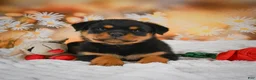 Rottweiler dogs for sale: Maggie - Ad 1
