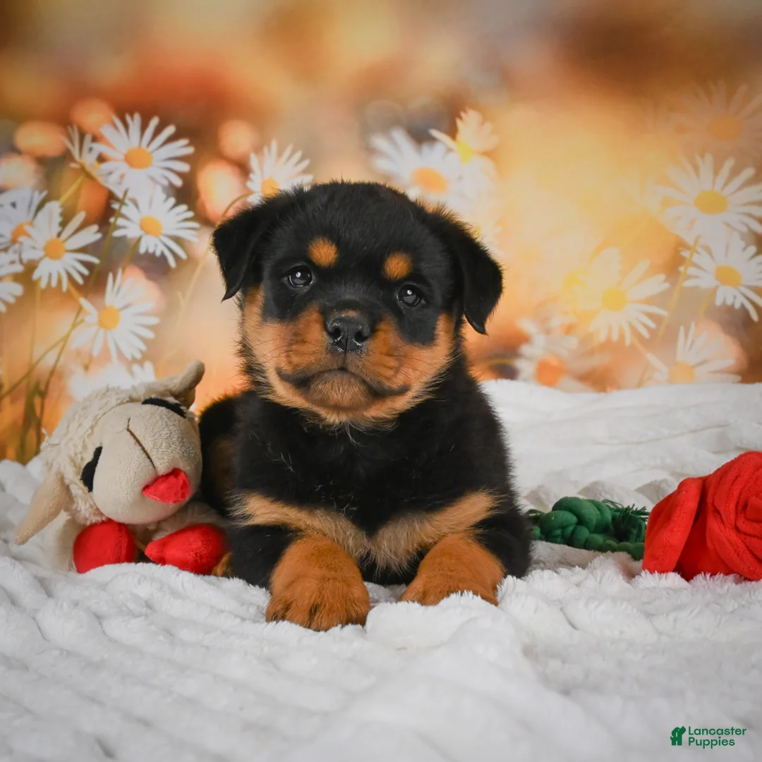 Rottweiler dogs for sale: Maggie - Ad 1