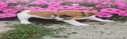Jack Russell Terrier dogs for sale: Tip - Ad 3