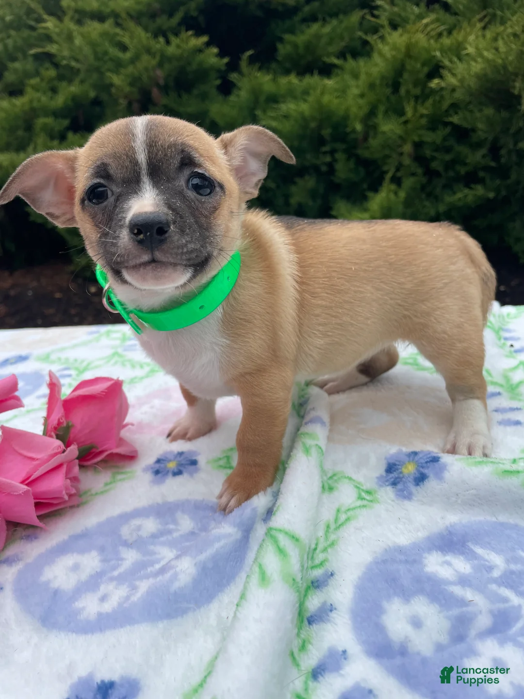 Chihuahua dogs for sale: Blossom - Ad 1