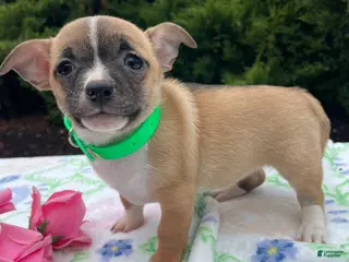 Chihuahua dogs Blossom - Ad 40