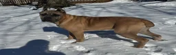 Cane Corso dogs for sale: Cane Corso Puppy 2 - Ad 7