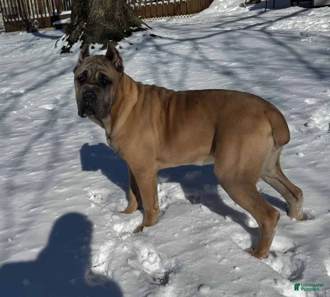 Cane Corso dogs for sale: Cane Corso Puppy 2 - Ad 7