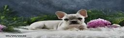French Bulldog dogs for sale: Ivory - Ad 8