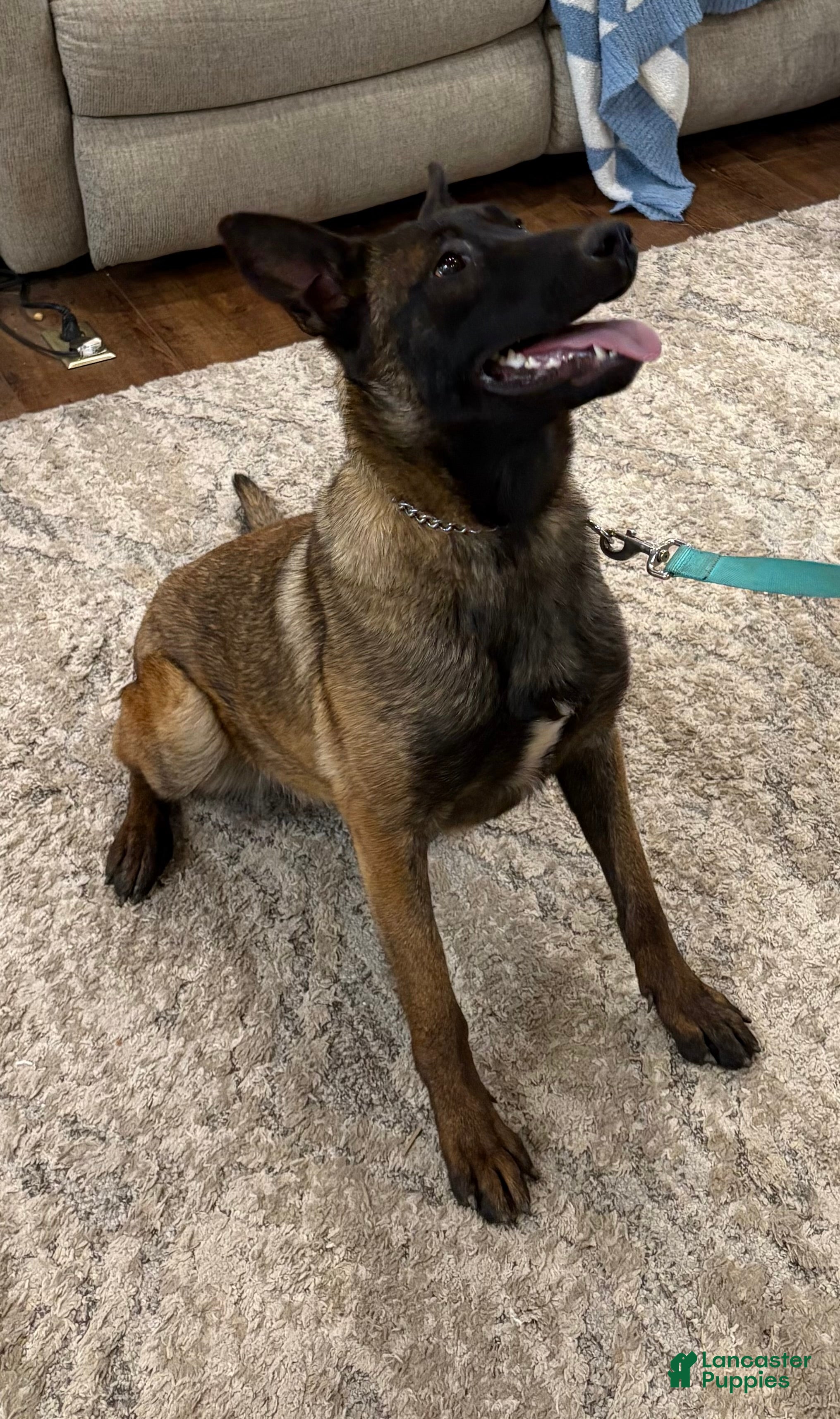Belgian Malinois dogs Belgian Malinois Puppy 4 - Ad 4