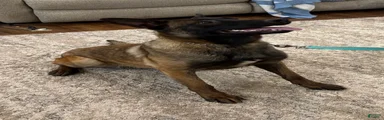 Belgian Malinois Puppy 4