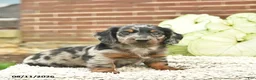 Miniature Dachshund dogs for sale: Charlie  - Ad 4