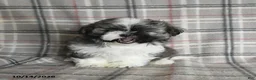 Shih Tzu dogs for sale: Fudge - Ad 4