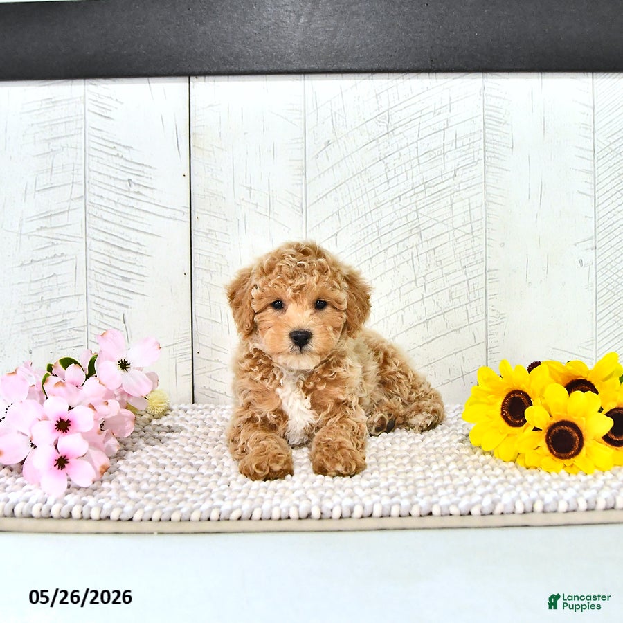 Miniature Poodle dogs Robert - Ad 1