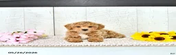 Miniature Poodle dogs for sale: Robert - Ad 1