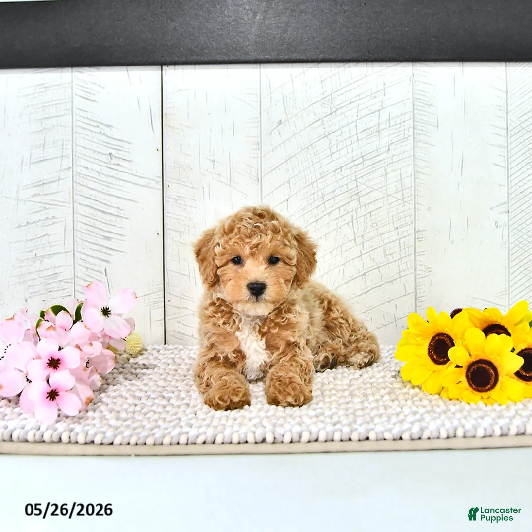 Miniature Poodle dogs for sale: Robert - Ad 1