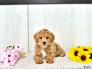 Miniature Poodle dogs for sale: Robert - Ad 3